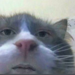 Meet your Posher, Mallory